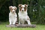 BERGER AUSTRALIEN - ADULT & PUPPY 095